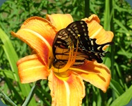 swallowtail-day lily (6)