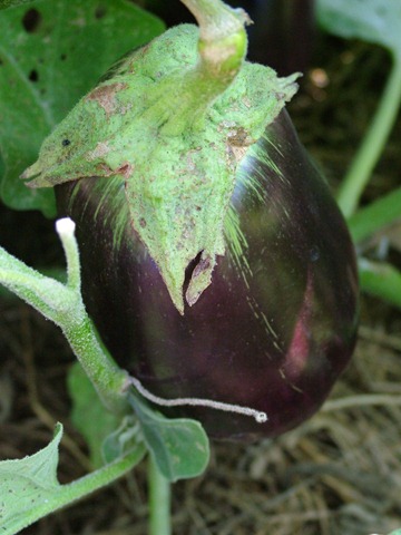 [eggplant13.jpg]