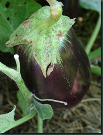 eggplant (1)
