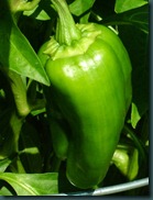 green pepper (1)
