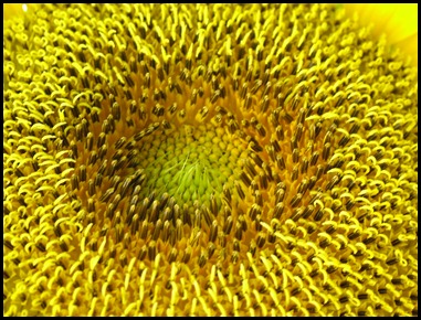 sunflower CLOSE0728 (2)