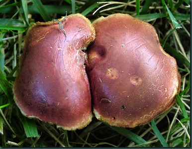 mushroom red (11)