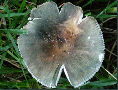 mushroom gray (1)