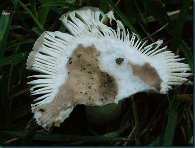 mushroom gray (11)