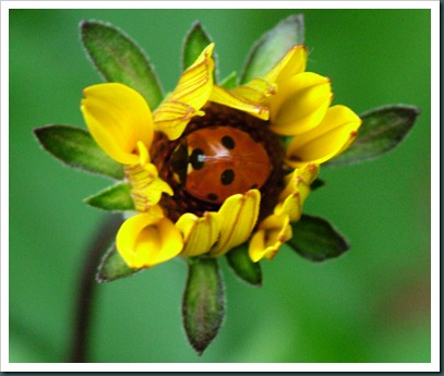ladybug in flwr0510 (1)