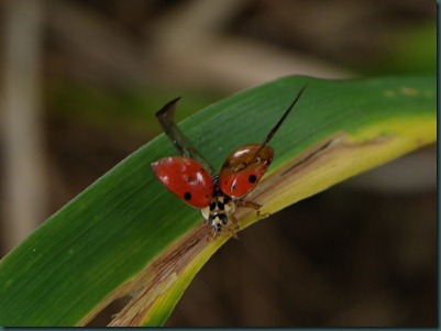 ladybug wings open