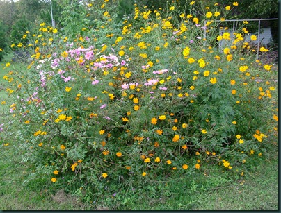 wildflowergarden2 1028 (3)