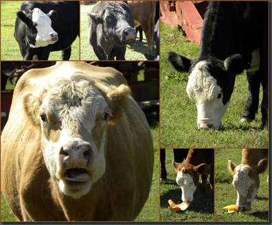 cow collage2