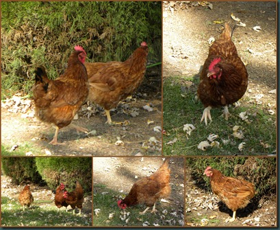 chickens collage