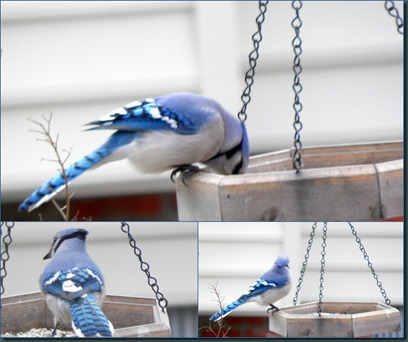 blue jay collage