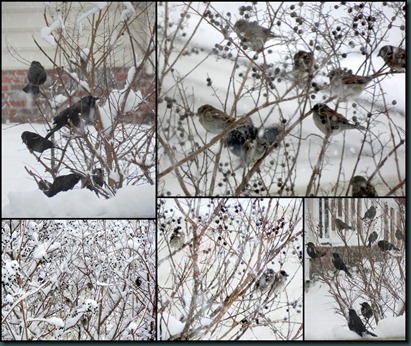 snow birds collage