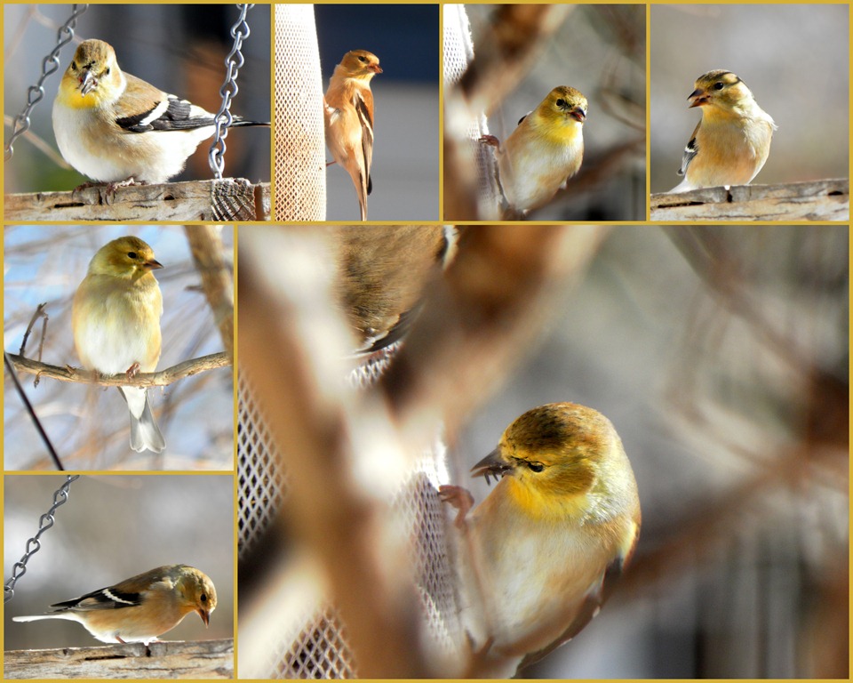[goldfinches collage1[4].jpg]