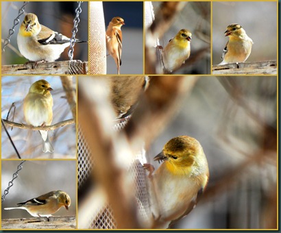 goldfinches collage1