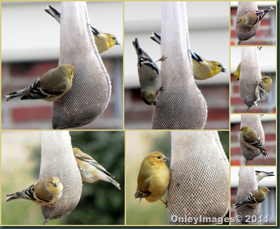 goldfinch collage0124