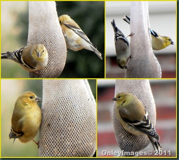 yellow bird collage