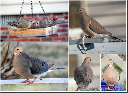 mourning doves collage
