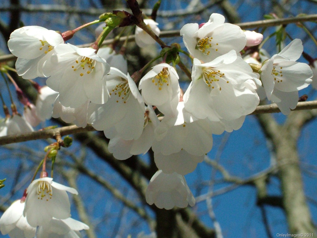 [cherry blossom time0327 (6)[10].jpg]