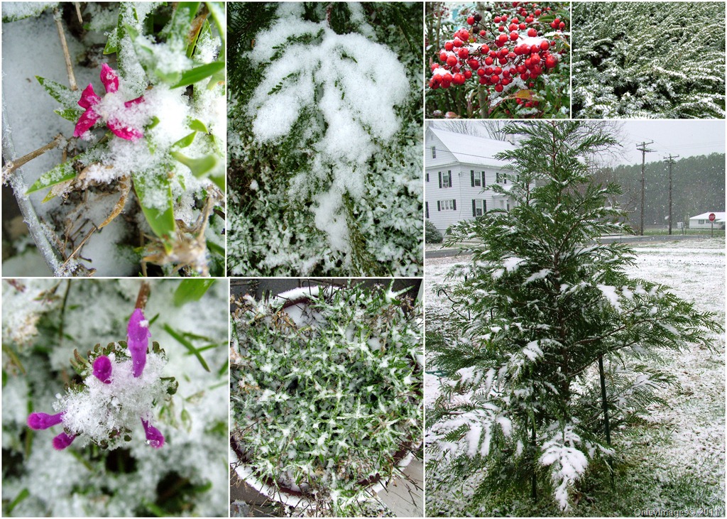 [snow plants collage0327[13].jpg]