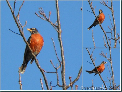 robin collage