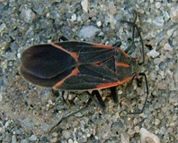 elder bug1