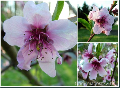 peach blossoms collage0407