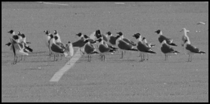 gull lineup (3)