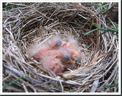 robin nest 0513 (2)