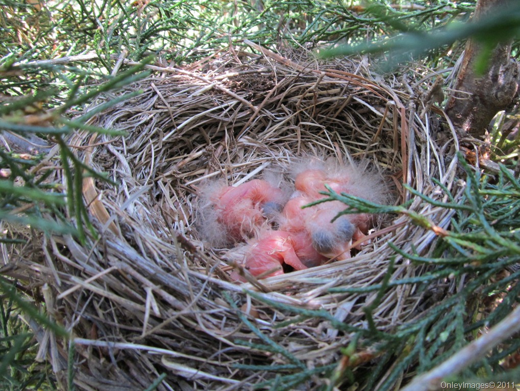 [robin nest 0513 (1)[8].jpg]