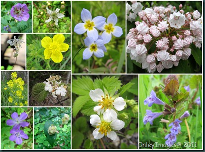 GSMNP flora collage