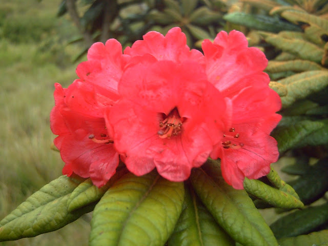 PICT0911.JPG