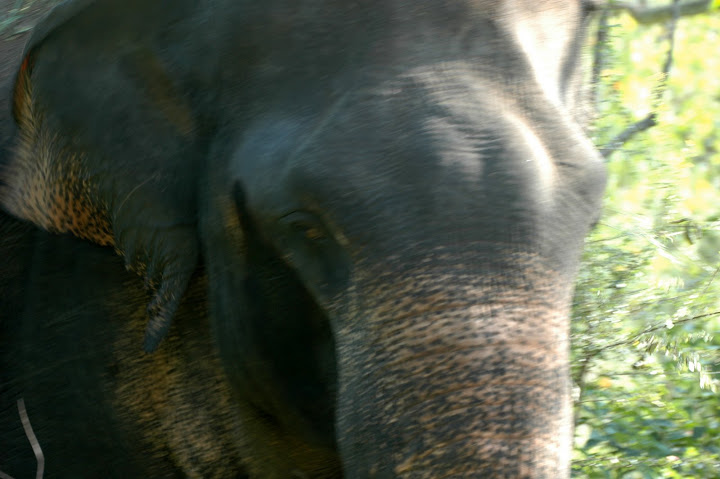 DSC_0332.JPG