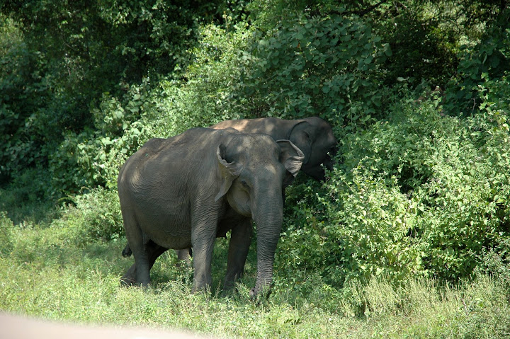 DSC_0157.JPG
