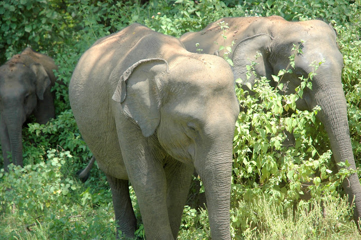 DSC_0163.JPG