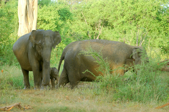 DSC_0198.JPG