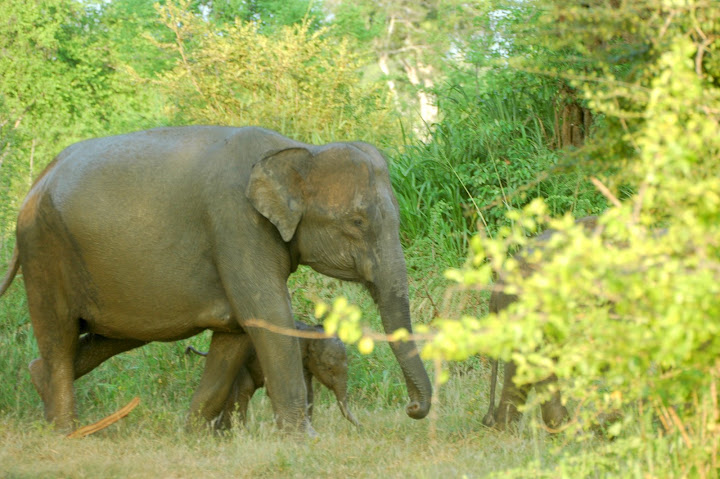 DSC_0209.JPG