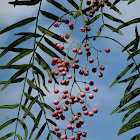 Peruvian Peppertree