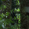 Greater racket-tailed drongo