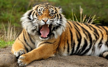 Tigers wallpaper APK Download for Android