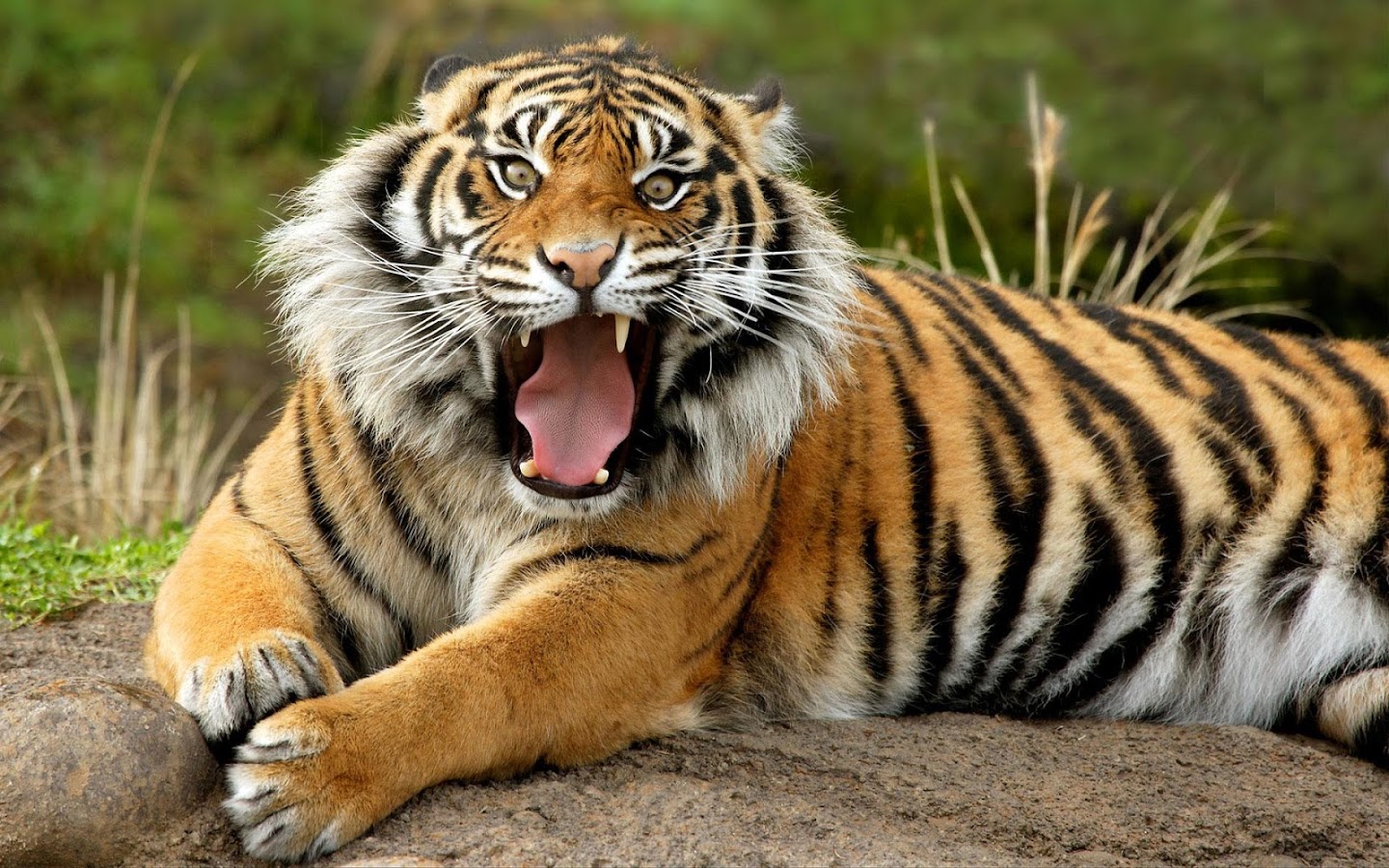 Harimau Wallpaper Apl Android Di Google Play