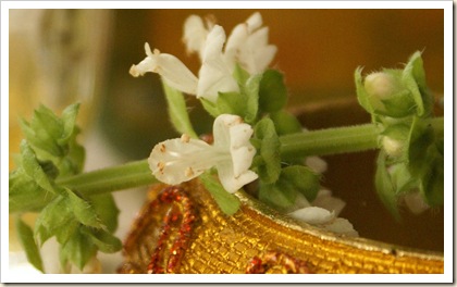 DSC05501-fiore di basilico