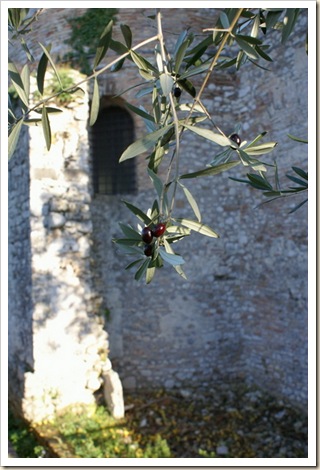 013 - Santuario di Vescovio - Le Olive