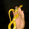 water tiger snake