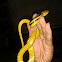 water tiger snake