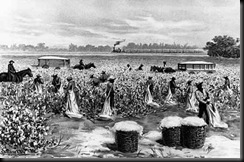 Slaves harvesting cotton