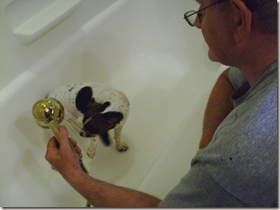 sadie bath 011