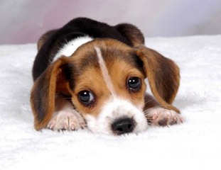 beagle-puppy-4002