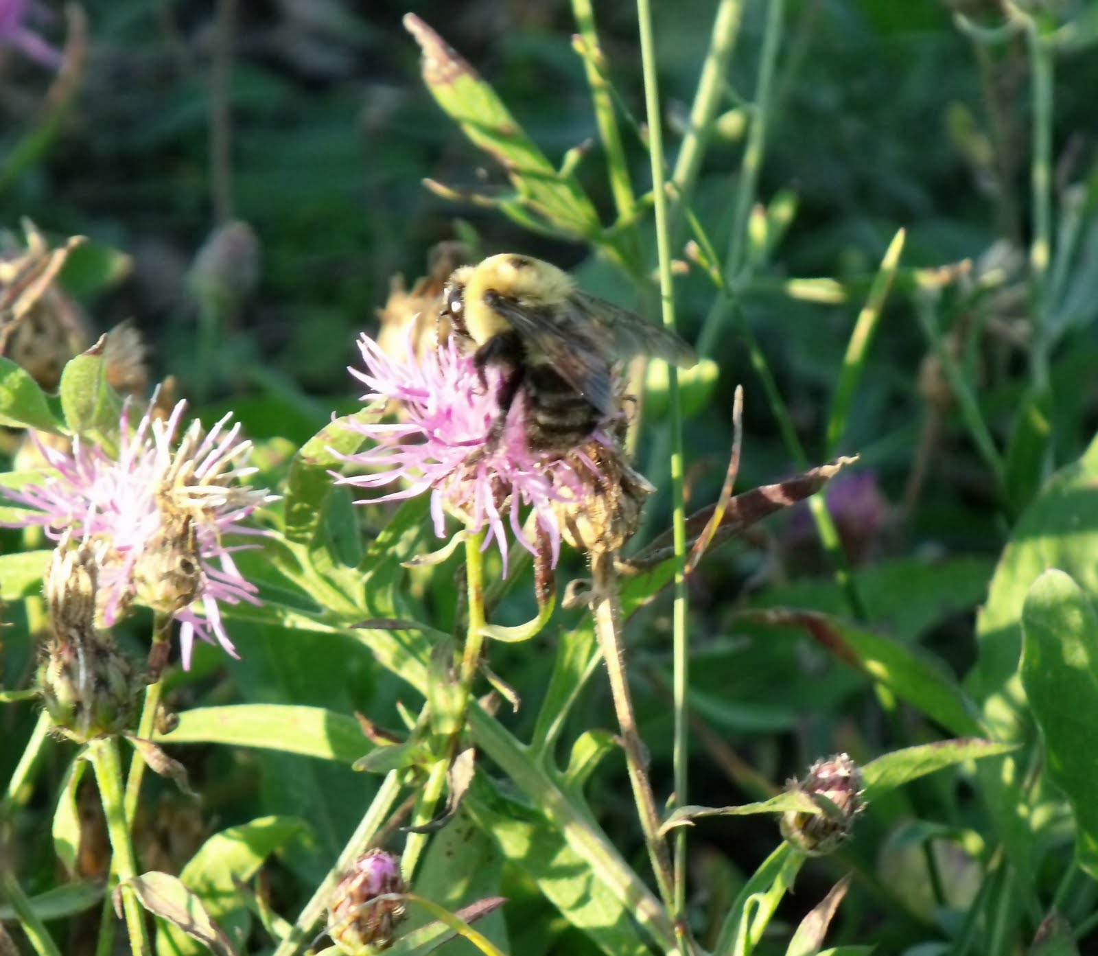 Northern Information Sights: Tuttle Marsh