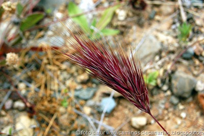 1184 S.Bartolomé-Arteara(Espiguilla roja) 1184 S.Bartolomé-Arteara(Espiguilla roja)