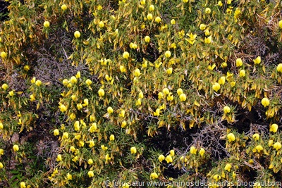 1100 Temisas-S.Lucía(Taboire-Melosa) 1100 Temisas-S.Lucía(Taboire-Melosa)