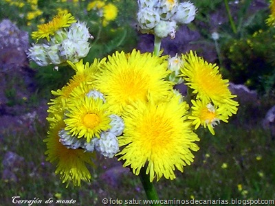 1357 Los Barrancos(Flor del Cerrajón Monte) 1357 Los Barrancos(Flor del Cerrajón Monte)